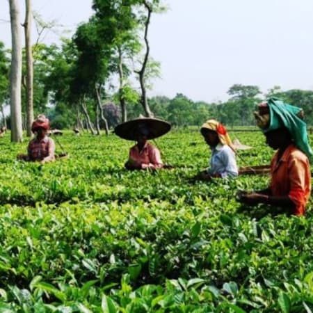 2-Day Kaziranga Safari and Sivasagar Heritage Tour