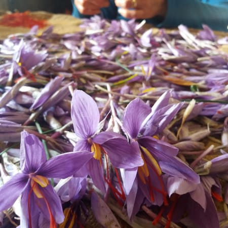 8-Hour Saffron Harvest Tour in L'Aquila with Farm Lunch