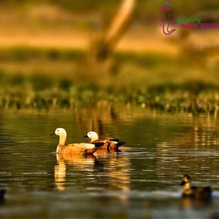 10-Hour Birdwatching Tour to Keoladeo National Park from Delhi