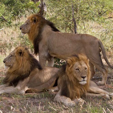 5-Day Greater Kruger Walking Safari with Night Drives