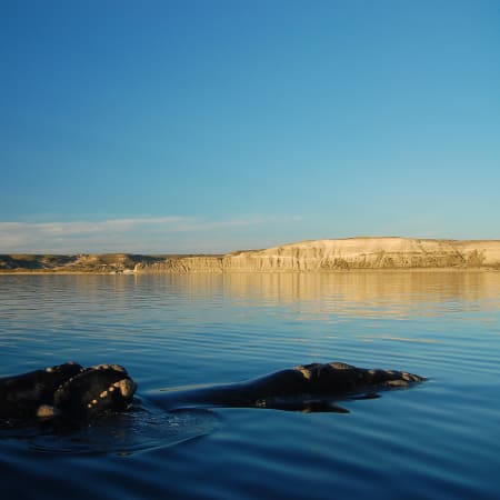 8-Hour Península Valdés Wildlife Tour from Puerto Madryn with Whale Watching