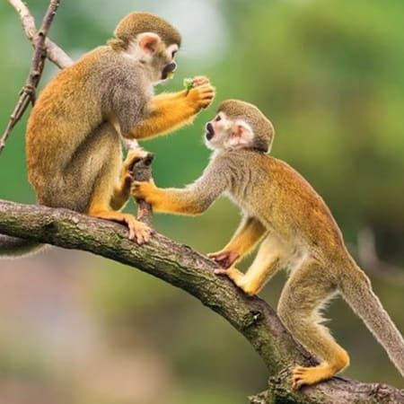 5-Day Amazon Jungle Tour from Iquitos with Maniti Eco-Lodge Stay