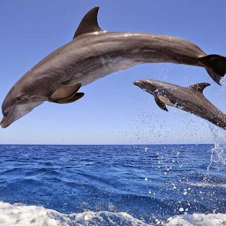 3-Hour Sea Scope Semi-Submarine Tour in Hurghada with Snorkelling