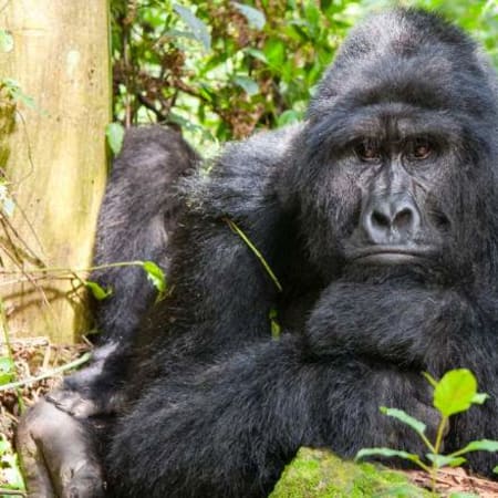 3-Day Uganda Gorilla Trekking Safari with Lake Bunyonyi Stay