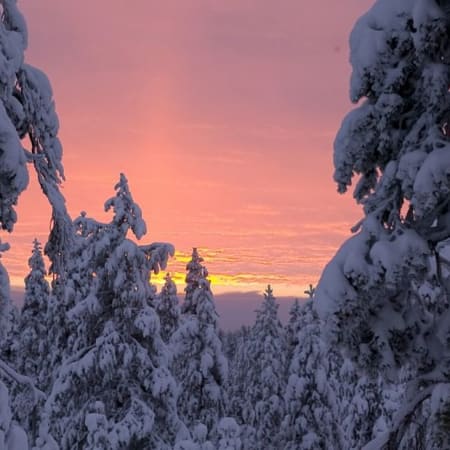 6-Hour Ounasvaara Hike and Ranua Zoo Tour with Arctic Wildlife