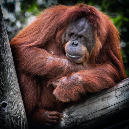 7-Day Sabah Nature and Wildlife Tour from Kota Kinabalu