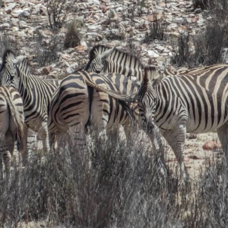 12-Hour Aquila Private Game Reserve Safari with Breakfast and Lunch
