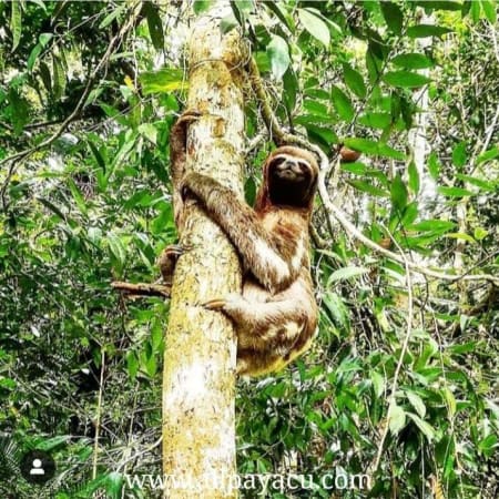 3-Day Amazon Wildlife Tour in Nauta with Dolphins and Piranha Fishing