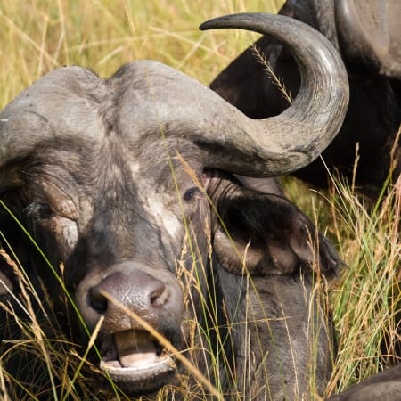 9-Day South Africa Safari and Garden Route Tour to Cape Town