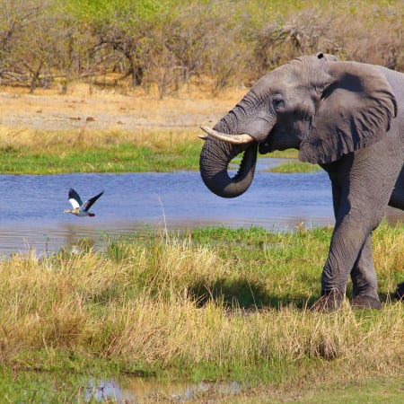 5-Day South Africa Safari from Cape Town with Big 5 Game Drive