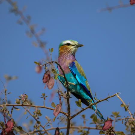 4-Day Pilanesberg Safari from Johannesburg with Sun City Visit