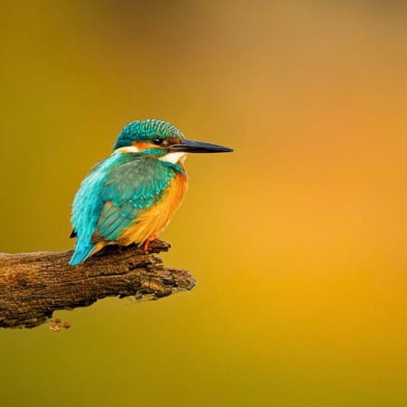 8-Hour Keoladeo National Park Birdwatching Tour from Agra
