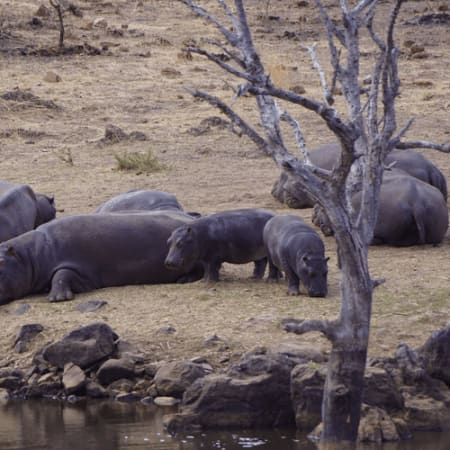 2-Day Pilanesberg Safari from Johannesburg with Big Five Game Drives