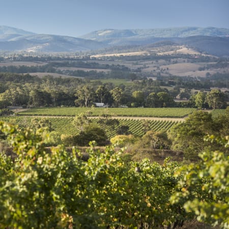 1-Day Yarra Valley Wine Tasting Tour with Chocolaterie and Healesville