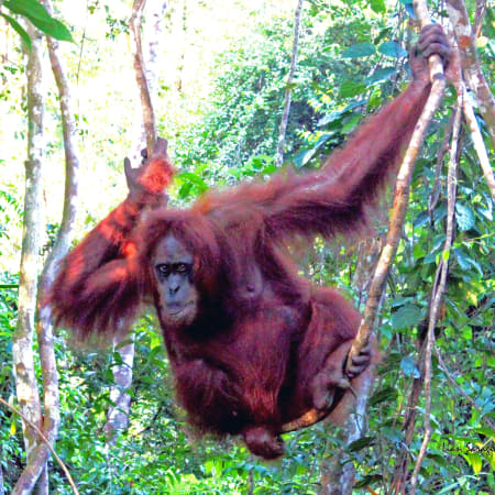 2-Day Bukitlawang Jungle Trekking Tour with Bohorok River Experience