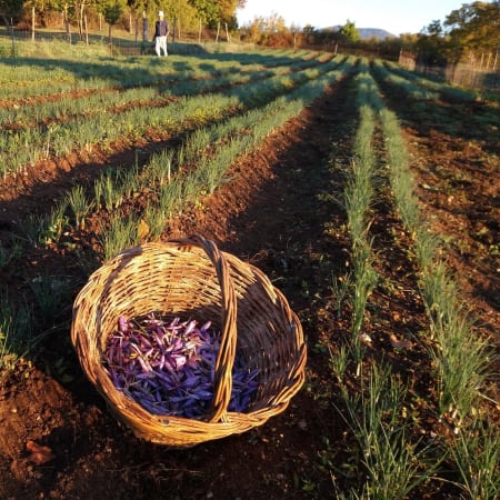 8-Hour Saffron Harvest Tour in L'Aquila with Farm Lunch