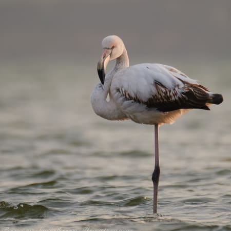 6-Hour Birdwatching Tour Near Constanța with Black Sea Coastal Habitats