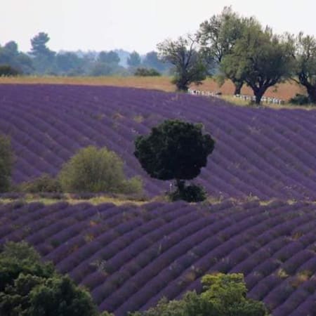 8-Hour Valensole Lavender Tour from Aix-en-Provence with Verdon