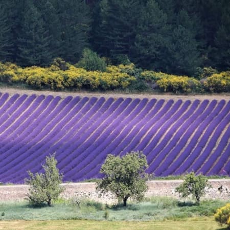 8-Hour Valensole Lavender Tour from Aix-en-Provence with Verdon