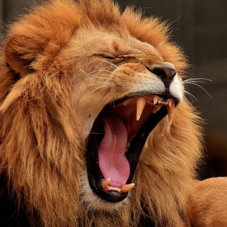 9-Hour Pilanesberg Safari from Johannesburg with Sun City Visit