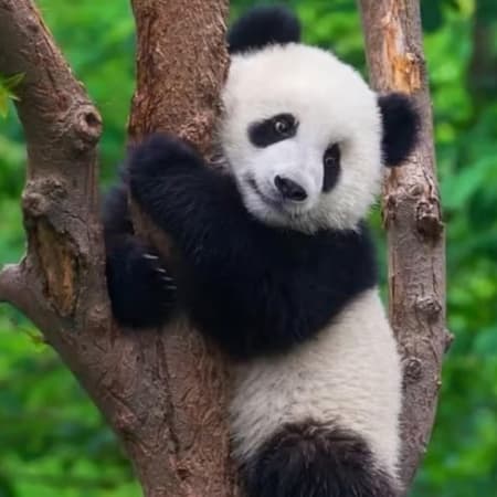 3-Hour Chengdu Panda Base Tour with Giant Panda Viewing