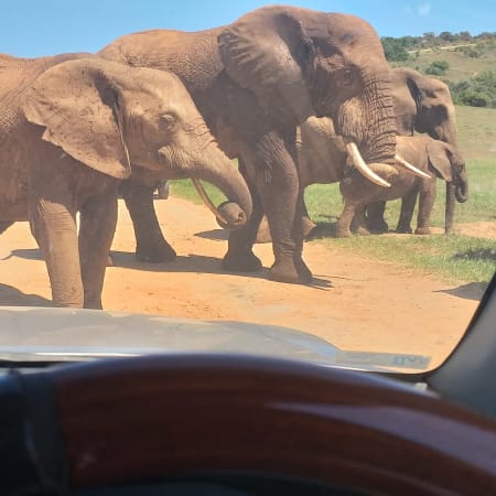 4-Hour Addo Elephant National Park Safari with Elephant Herd Sightings