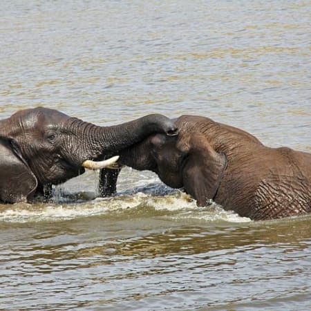7-Day South Africa Adventure Tour with Kruger and St Lucia