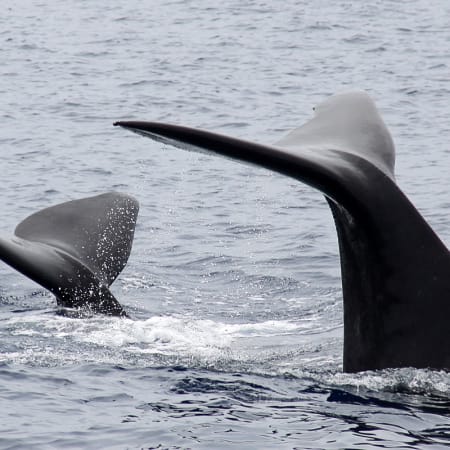 3-Hour Whale Watching Tour in Ponta Delgada with Marine Biologist