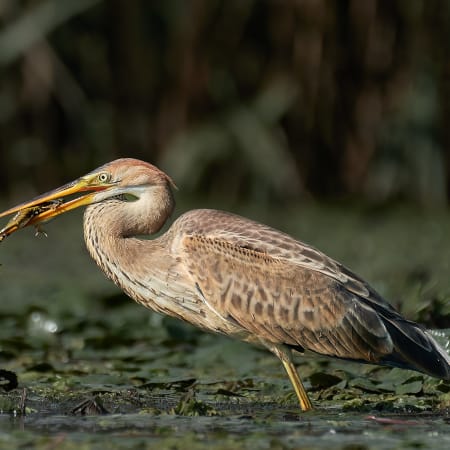 3-Hour Danube Delta Birdwatching Tour with Carasuhat Wetlands