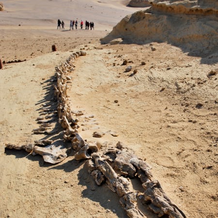 15-Hour Wadi Al Hitan Tour from Cairo with Whale Fossils Museum