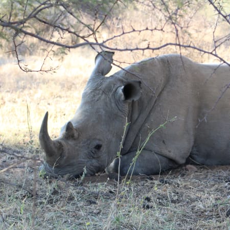 6-Hour Dinokeng Big 5 Safari from Johannesburg with Private Transfers