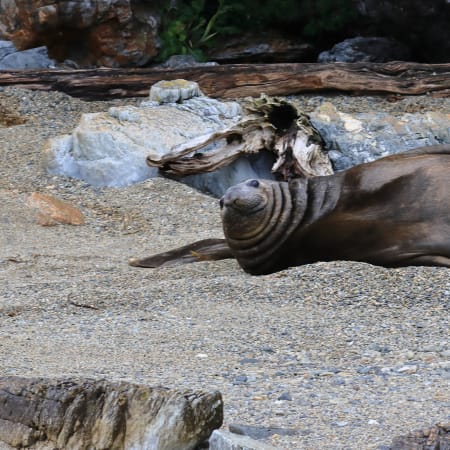 3-Day Chilean Fjords Tour from Ushuaia with Caleta María Stay