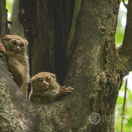 8-Hour Tangkoko Nature Reserve Wildlife Tour with Waruga Heritage