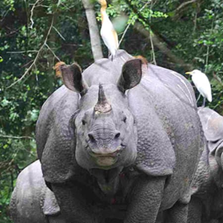 7-Day Assam Cultural and Wildlife Tour with Kaziranga and Dibru-Saikhowa
