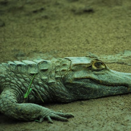 4-Hour Tambopata River Wildlife Tour with Sunset Caiman Search