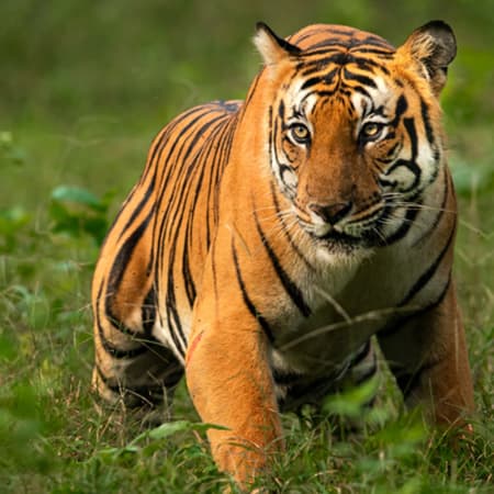 1-Day Sariska Tiger Reserve Safari from Delhi with Lunch