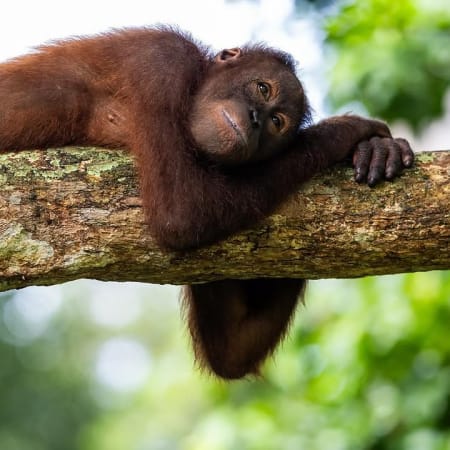 6-Day Orangutan and Lake Toba Tour from Medan via Ketambe