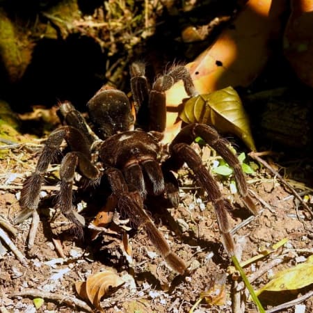 4-Day Tambopata Rainforest Tour from Puerto Maldonado with Canopy Walk