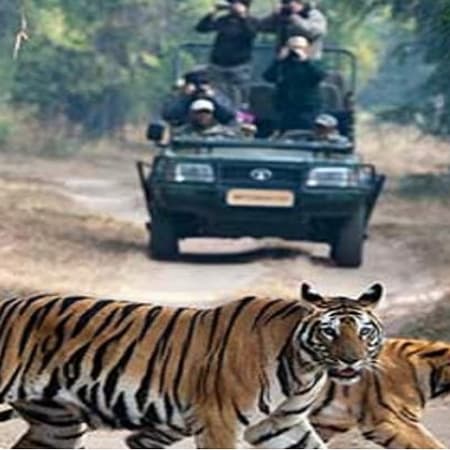 4-Day Panna Wildlife Safari with Ken River and Tribal Villages