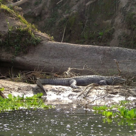 3-Day Chitwan Jungle Safari with Rapti River Canoeing and Tharu Culture