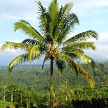 2-Day East Java Highlights Tour with Mt Ijen Sunrise Hike