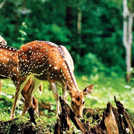 1-Day Sariska Tiger Reserve Safari from Delhi with Lunch