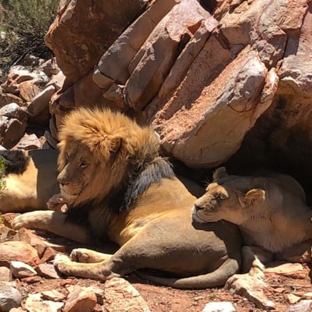 12-Hour Aquila Private Game Reserve Safari with Breakfast and Lunch