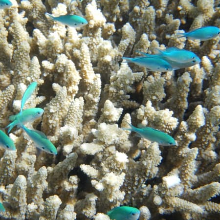 5-Hour Ras Mohamed Snorkelling Trip from Sharm El Sheikh