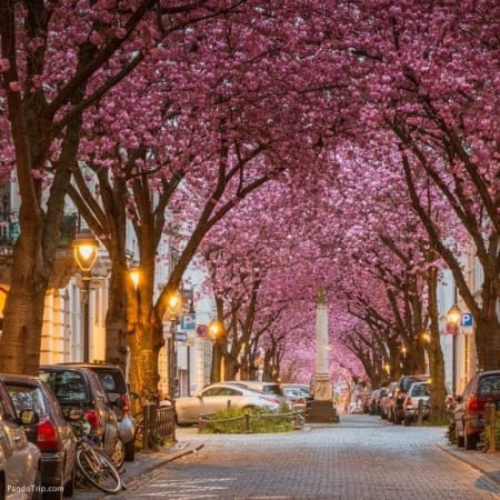 5-Hour Bonn City Tour from Cologne by Train with Private Guide