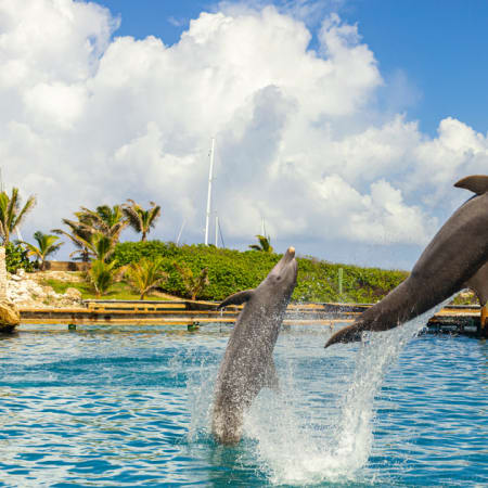 8-Hour Rosario Islands Snorkeling Tour from Cartagena with Plankton