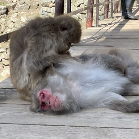 1-Day Snow Monkey Tour in Nagano with Obuse Sake and Hokusai Museum