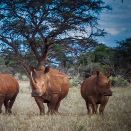 11-Day South Africa Tour from Johannesburg with Safari and Cape Town