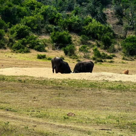 8-Hour Addo and Kragga Kamma Safari from Port Elizabeth