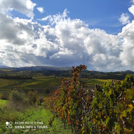 6-Hour Montepulciano and Pienza Tour through Val d'Orcia